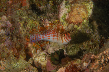 Fish swim in the Sea of the Philippines
