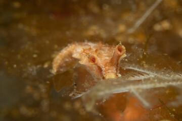 A Nudibranch Sea slug in the Sea at Anilao, Philippines
