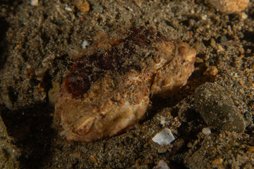 Fish swim in the Sea of the Philippines

