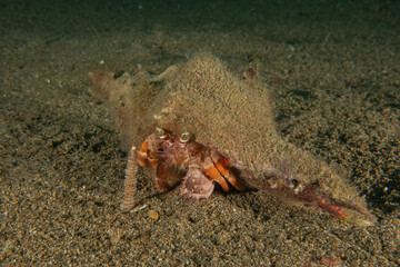 Hermit Crab  in the Sea of the Philippines

