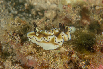 A Nudibranch Sea slug in the Sea at Anilao, Philippines
