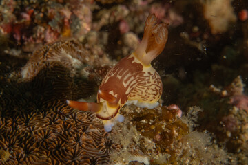 A Nudibranch Sea slug in the Sea at Anilao, Philippines
