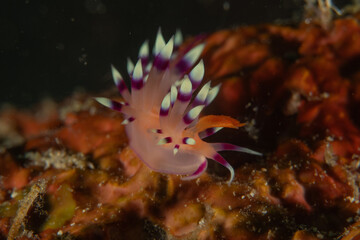 A Nudibranch Sea slug in the Sea at Anilao, Philippines