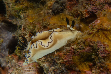 A Nudibranch Sea slug in the Sea at Anilao, Philippines