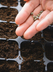 Close-up of hand holding seeds over seedling tray, Grow your own vegetables to eat, concept of organic farming 