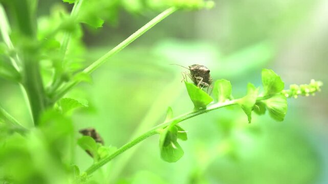 White-spotted Jewel Bug (Scutelleridae) or Paracritheus trimaculatus (Shield-backed Bug) on Green Leaf.