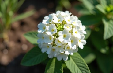 Fototapeta premium Close-up shot of Verbena Hybrida Nana Compacta white flowers in sunny garden. Delicate petals, yellow core, green leaves. Perfect for gardening, eco, nature content, spring, summer themes. Bright
