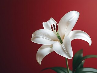 White Lily on Red Background - 3D Illustration