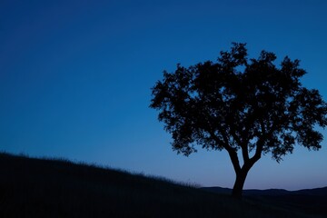 Obraz premium Silhouette of a tree against a twilight sky with soft hillside