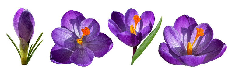 Spring crocus or spring saffron. A flower in different angles and stage of flowering isolated on a white background.