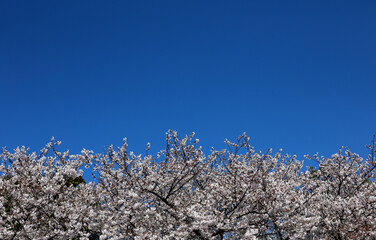 Blooming cherry blossom tree branches against clear blue sky