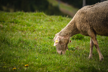 Sheep grazing in the village of Stradnica in the Slovak Tatras