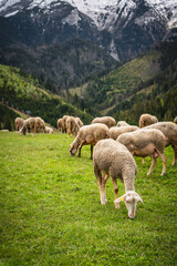 Sheep grazing in the village of Stradnica in the Slovak Tatras
