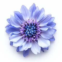 Beautiful purple flower with intricate petals and vibrant details.