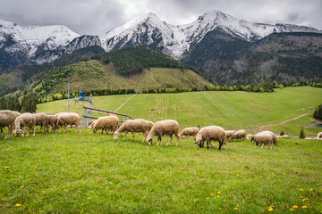 Sheep grazing in the village of Stradnica in the Slovak Tatras