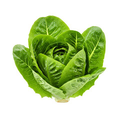 Fototapeta premium Napa cabbage whole and halved on transparent background, excellent for hot pot ingredient designs, Asian food menus, and culinary product mockups.