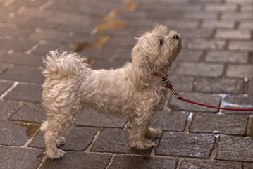 Small white Maltese dog in the alley.
