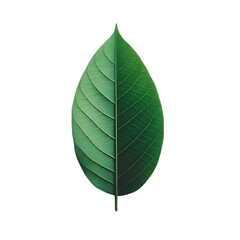 Isolated vibrant green leaf displays detailed veins and texture against a stark black background.