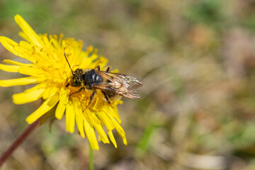 Close-up of a bee covered in pollen collecting nectar from a bright yellow dandelion flower on a sunny day. © Lukasz Jasionowski