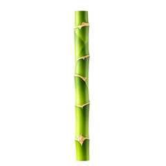 Fototapeta premium Single bamboo stalk with green leaves isolated on transparent background, perfect for eco product branding, Asian-themed designs, and nature illustrations.