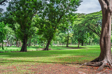Trees in a peaceful city park at early morning with soft sunlight and fresh atmosphere.