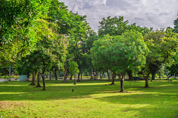 Trees in a peaceful city park at early morning with soft sunlight and fresh atmosphere.