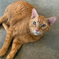 Fototapeta premium Orange Tabby Cat Laying on Concrete