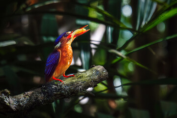 Blue-eared kingfisher with prey on the branch