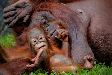 Portrait of mother and baby Bornean orangutan © Cavan