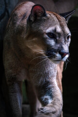 Portrait of Beautiful Puma in autumn forest. American cougar