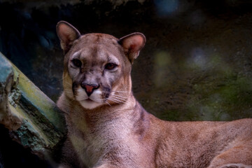 Portrait of Beautiful Puma in autumn forest. American cougar