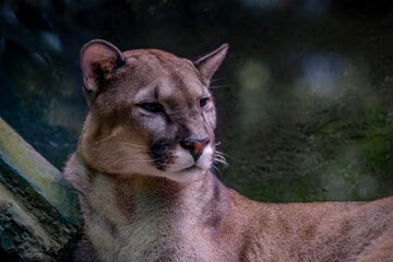 Portrait of Beautiful Puma in autumn forest. American cougar