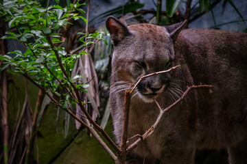 Portrait of Beautiful Puma in autumn forest. American cougar