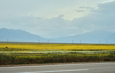 Flower fields beneath clouds, landscape