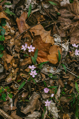Delicate Wildflowers Bloom Among the Fallen Leaves