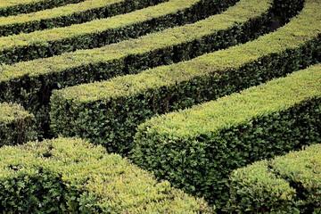 Geometric green maze with topiary hedges