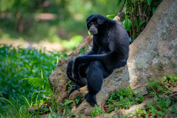 Close-up portrait of a Siamang monkey