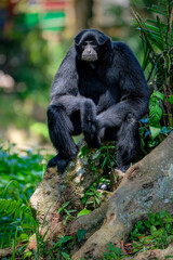 Close-up portrait of a Siamang monkey