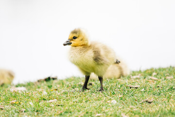 Full length view of a baby goose standing next to a lake