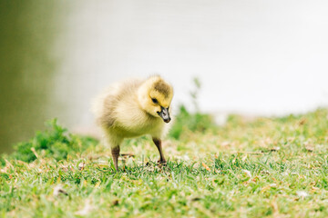Straight on view of a Canada Goose gosling on a grassy field