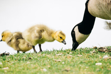 Cropped view of an adult Canada Goose with two babies