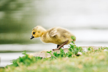 Side view of a gosling that's about to jump into a lake