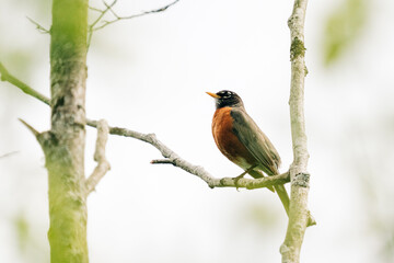 Full length side view of a robin bird on a bare tree branch