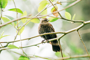Full view of a female red-winged blackbird perched on a tree branch