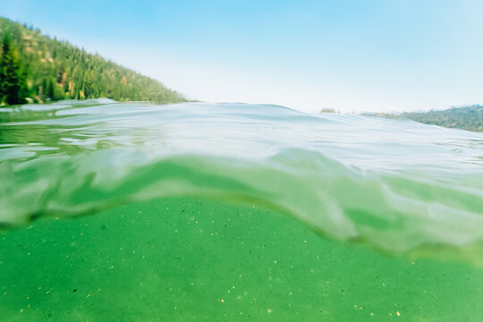 Lake Waterline View with Forest and Clear Water