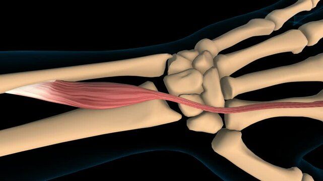 Extensor Indicis muscle anatomy for medical concept 3D rendering