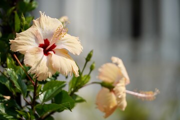 Hibiscus Sandal color flower bloom at summer morning.