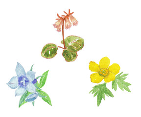 水彩絵の具で描いた高山植物