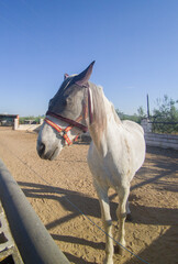 Horse protected with fly mask