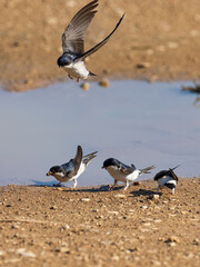 Common house martin, Delichon urbicum, collecting mud to make or repair nests, Anna, Spain